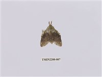 藏品(臺蟻舟蛾)的圖片